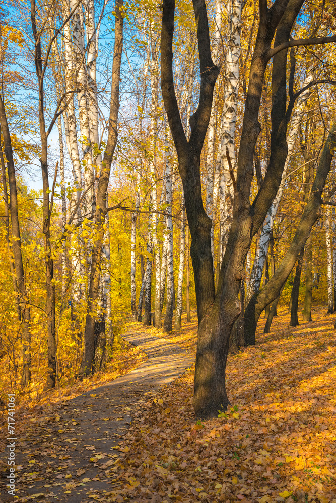 Naklejka premium Autumn track.