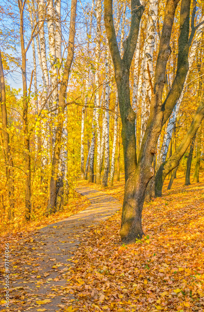 Fototapeta premium All colors of autumn.