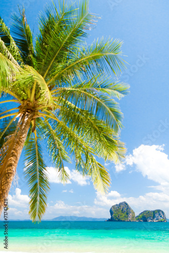Fototapeta Naklejka Na Ścianę i Meble -  Exotic Paradise Coconut Getaway