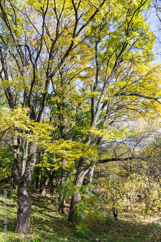 Fototapeta premium Nice autumnal scene with trees
