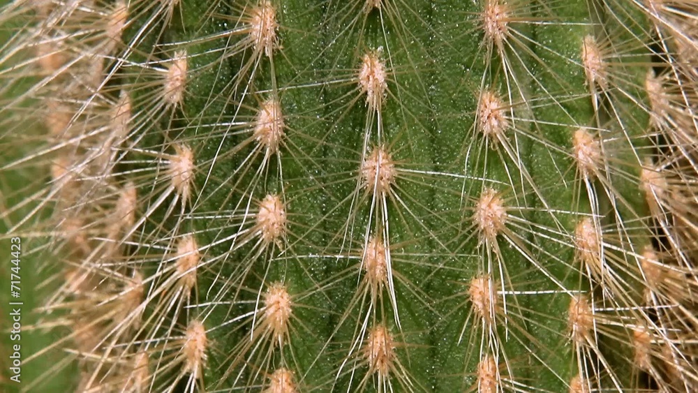 view of green cactus close up view of green cactus close up