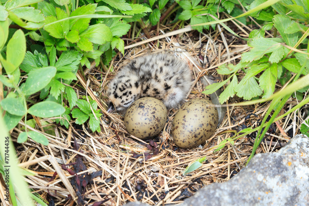 Nest of the Common Gull (Larus canus) Nest of the Common Gull (Larus canus)