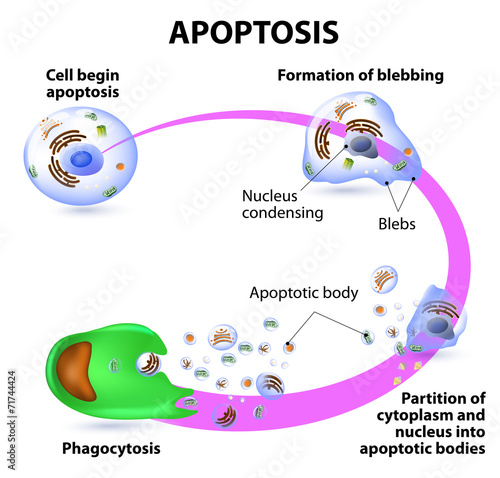 apoptosis