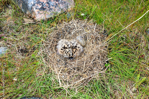 Nest of the Common Gull (Larus canus) photo