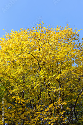 Fototapeta Naklejka Na Ścianę i Meble -  Colorful autumn tree in forest