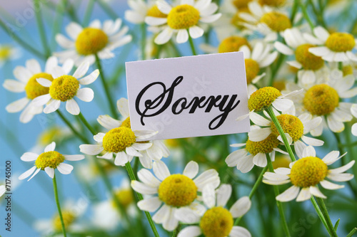 Sorry card with chamomile flowers on blue background