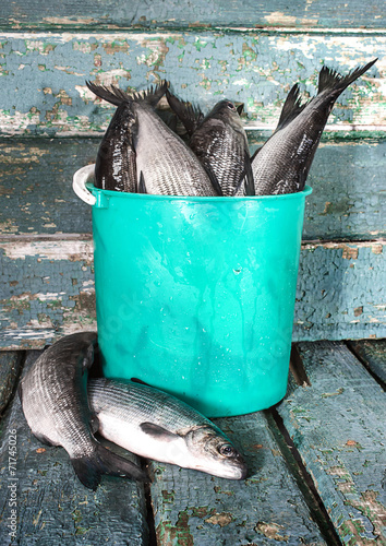 Raw fish in a bucket