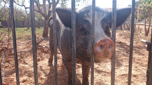 Cerdo asomando jeta por valla photo