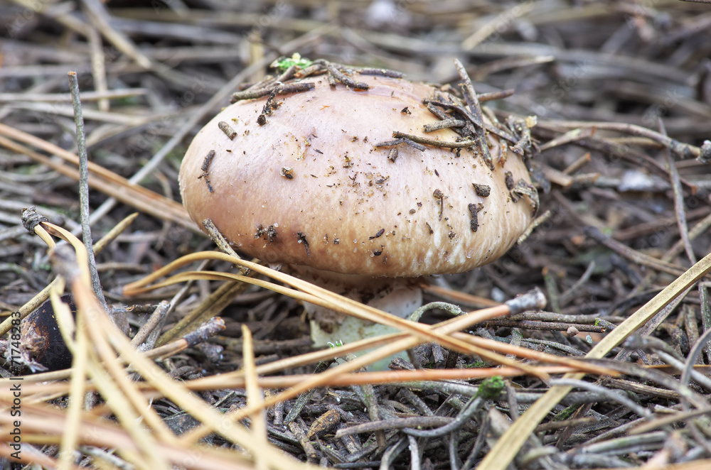 One mushroom growing in autumn forest One mushroom growing in autumn forest