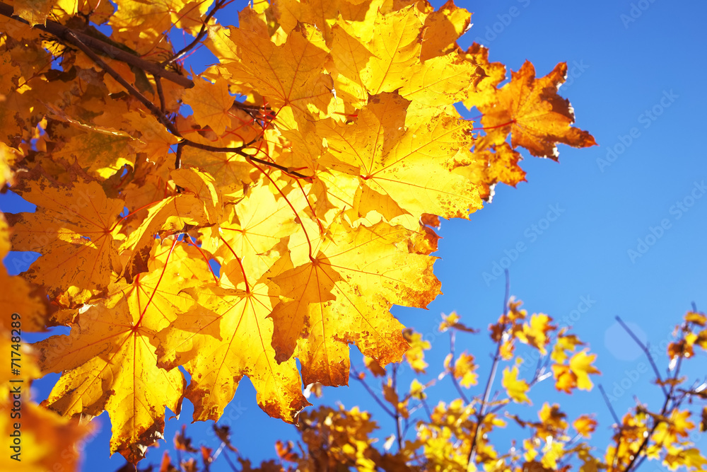 Beautiful yellow red colorful autumn maple leaves Beautiful yellow red colorful autumn maple leaves