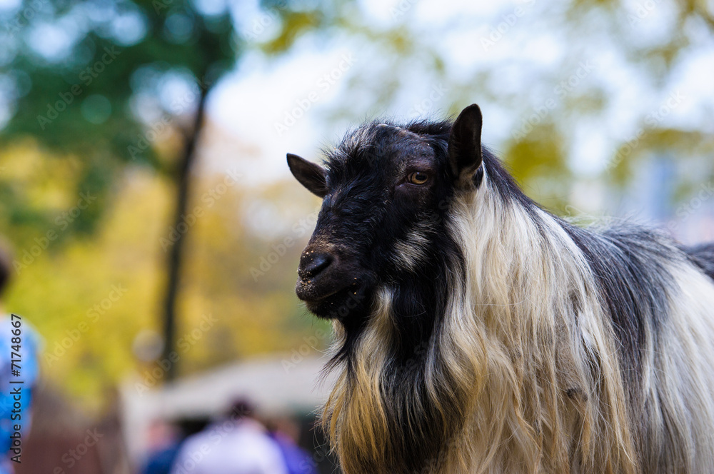 Goat Goat