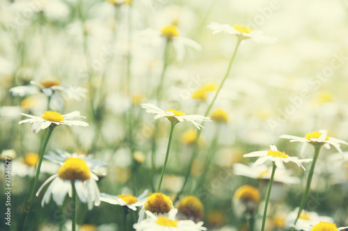 field of daisy flowers