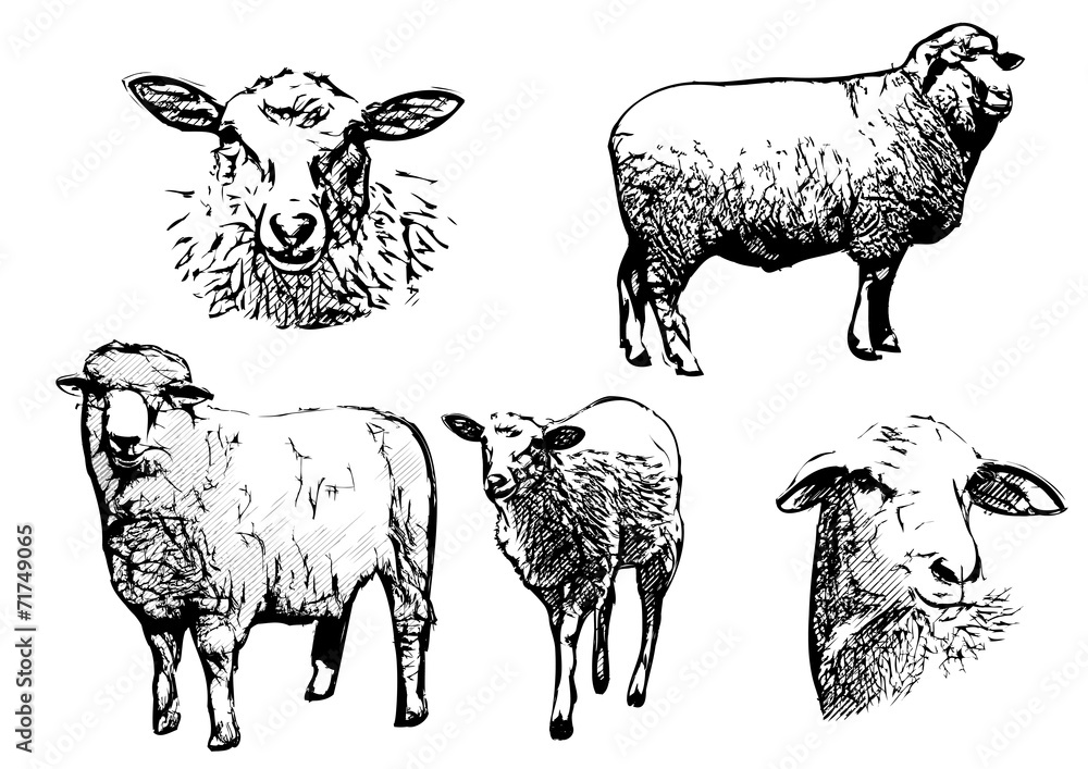 Naklejka premium ilustracje wektorowe owiec