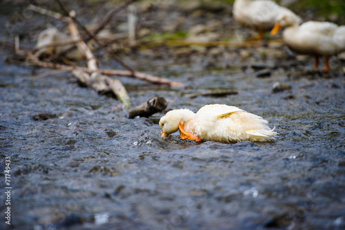 Ducks floats on water