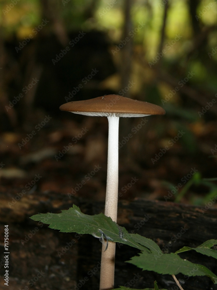 Tall Mushroom Tall Mushroom