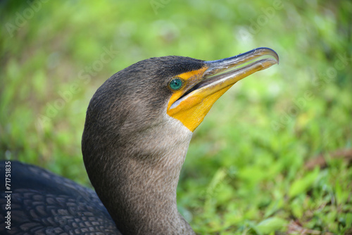 Double-crested Cormorant, Everglades, Florida photo