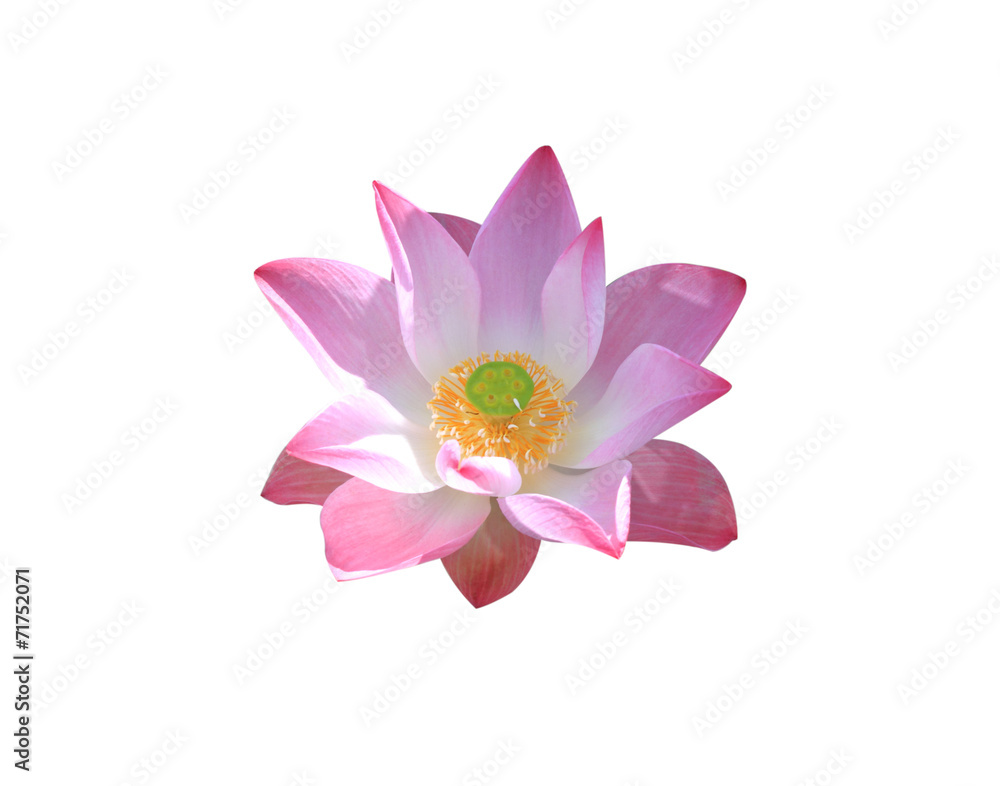 Lotus Flower Lotus Flower