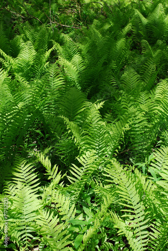 Fern in forest