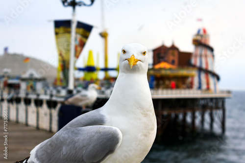Seagull at Brighton. Shallow depth of field. Focus on the eyes.