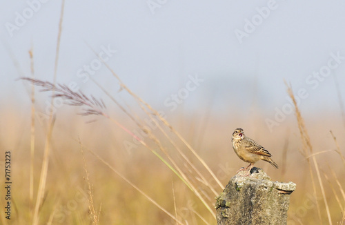 Paddyfield Pipit - Anthus novacseelandiae photo