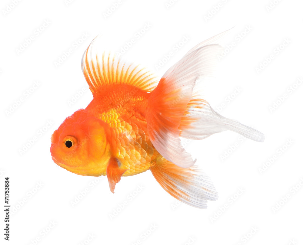Gold fish isolated on a white background. Gold fish isolated on a white background.