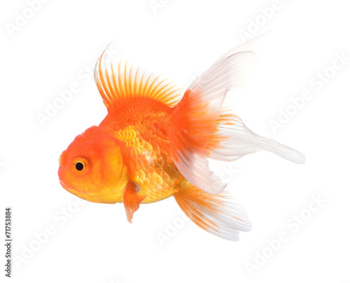 Gold fish isolated on a white background. © nipaporn