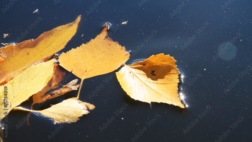 Autumn Leaf on Water Autumn Leaf on Water
