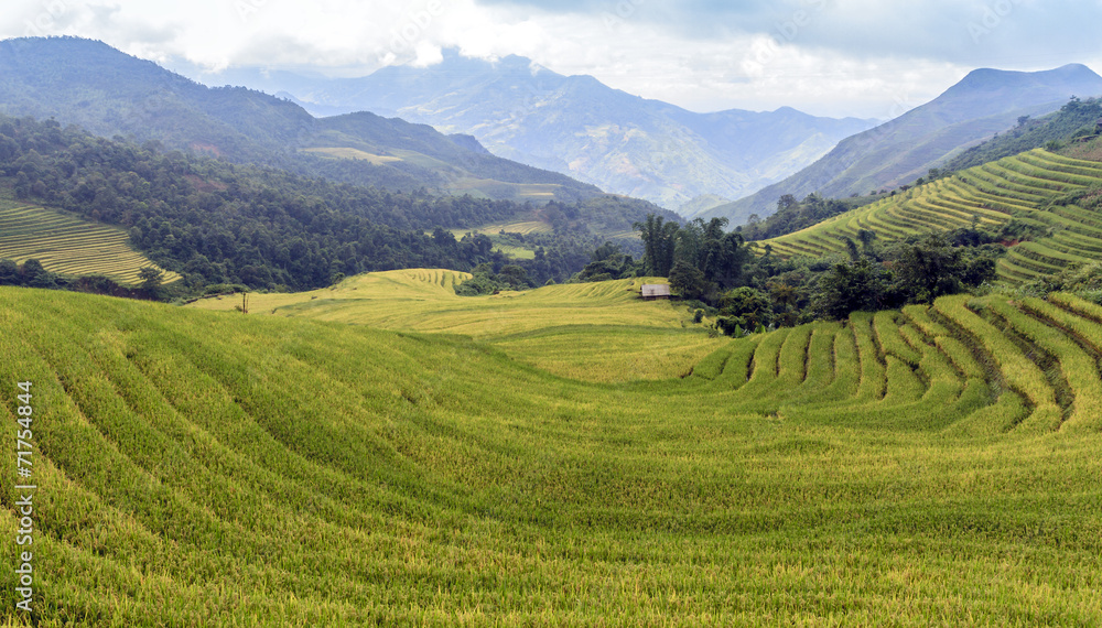 Obraz premium Terraced rice field