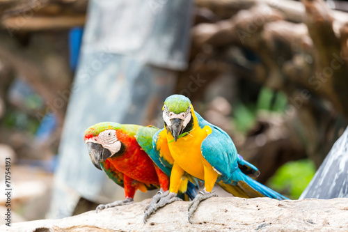 couple of macaws