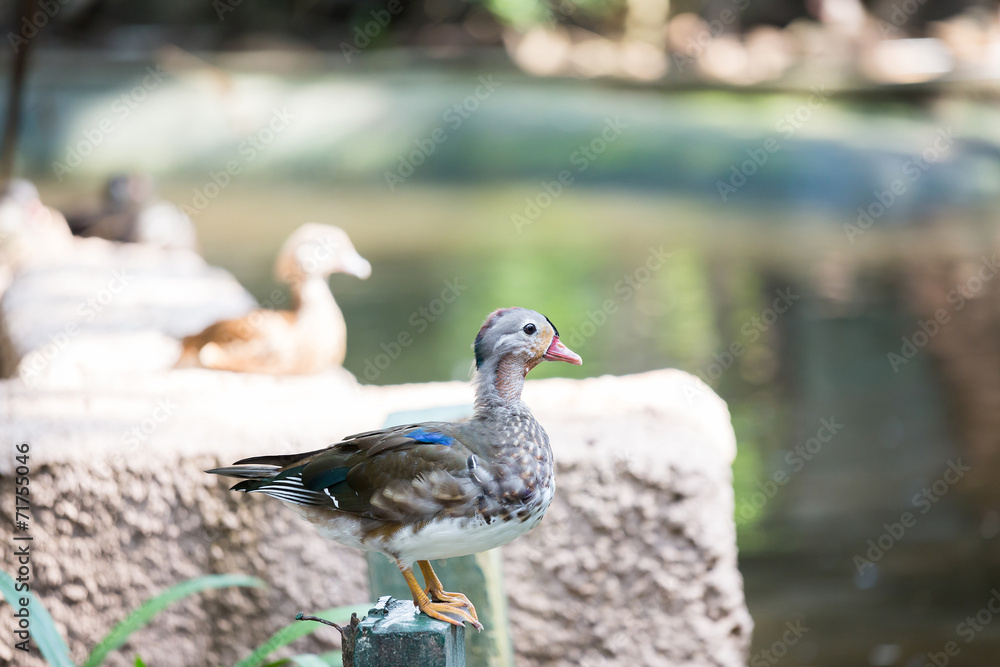 Female Duck