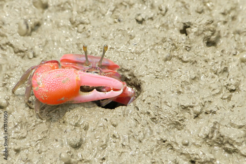 Portrait of a Red Crab