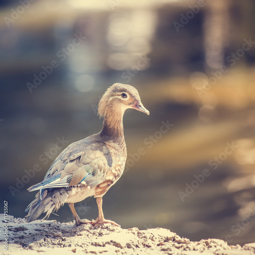 Female Duck