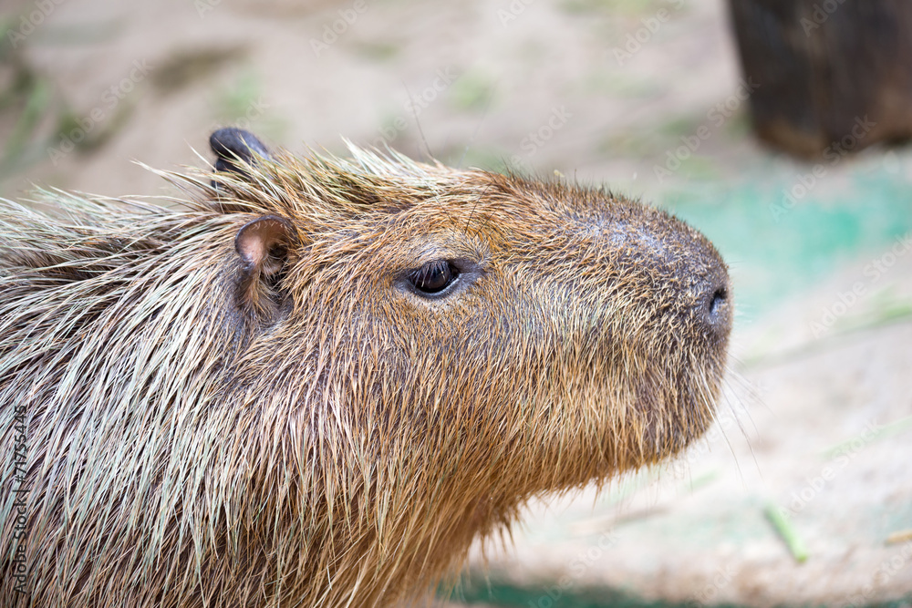 Capybara (Hydrochoerus hydrochaeris) Capybara (Hydrochoerus hydrochaeris)