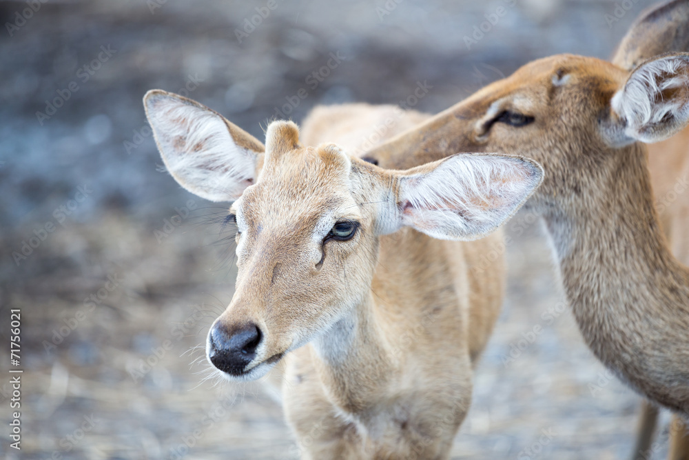 Impala Impala