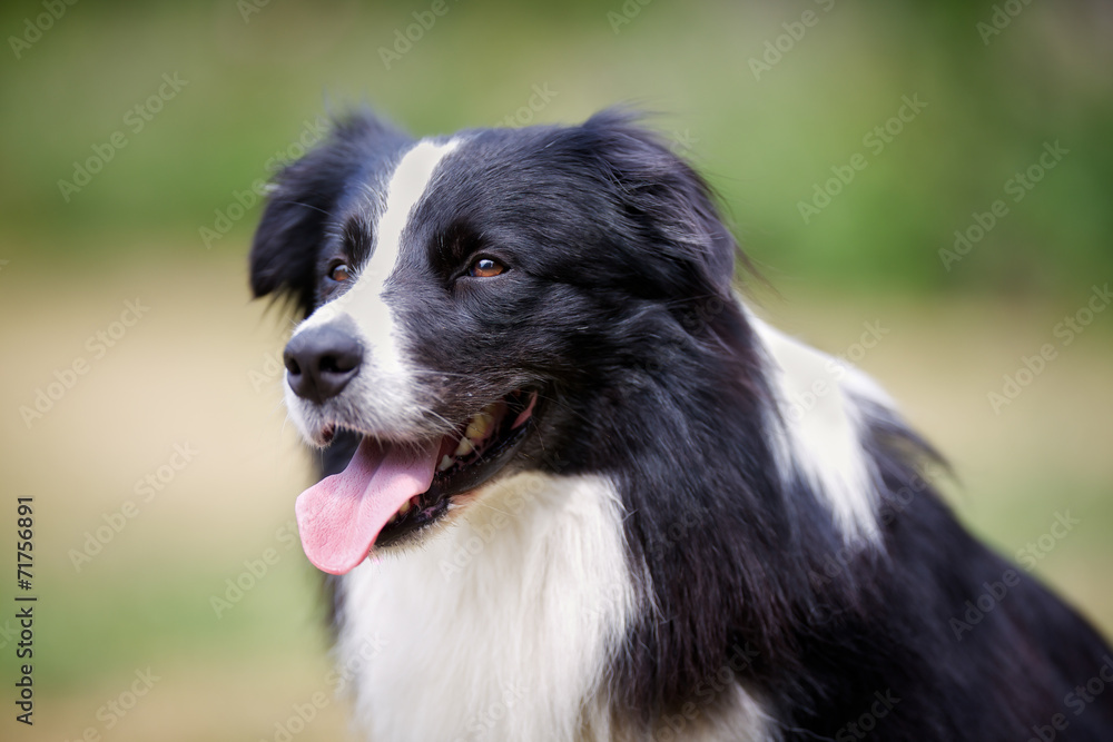 Face of black border collie dog