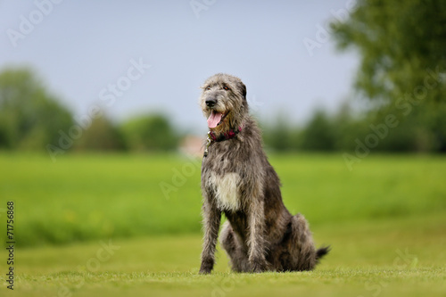 Fototapeta Naklejka Na Ścianę i Meble -  Irish Wolfhound dog