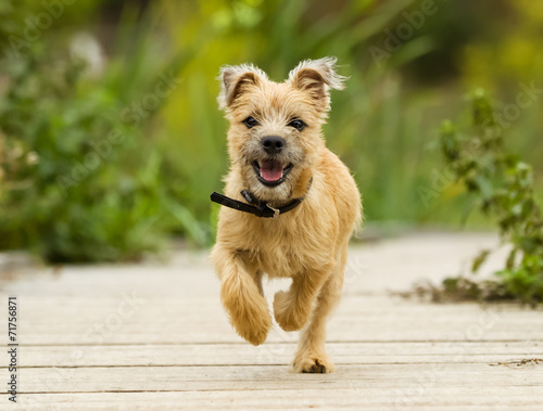 Konstfotografi Cairn Terrier Puppy