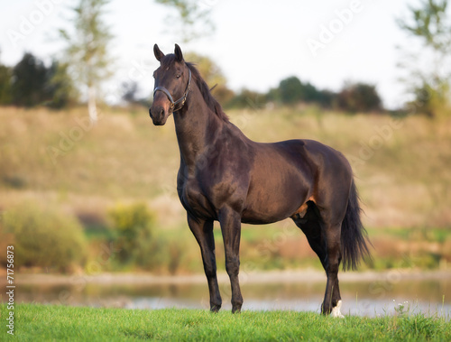 Adult Brown Horse