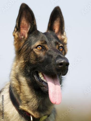 German Shepherd Dog