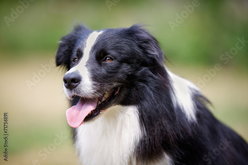 Fototapeta Naklejka Na Ścianę i Meble -  Face of black border collie dog