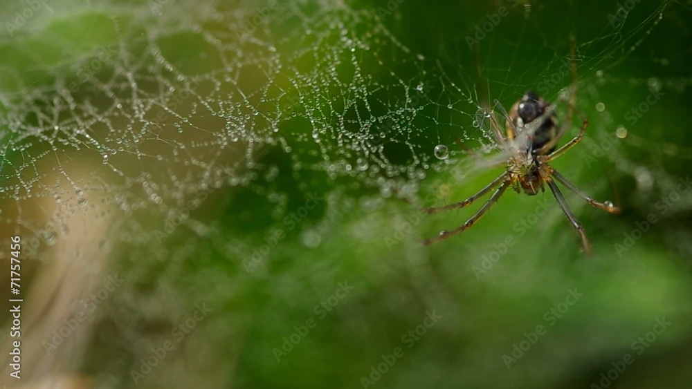 Spider and a small fly, breakfast in morning dew Spider and a small fly, breakfast in morning dew
