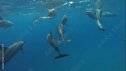 delfine beim tauchen im roten meer kommen an die oberflaeche