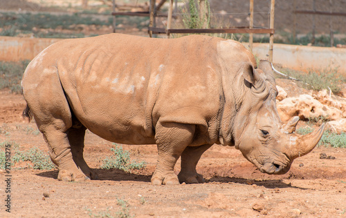 Rhino in national park. Family Rhinocerotidae.