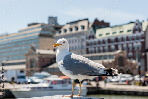 Seagull on Helsinki Market Square