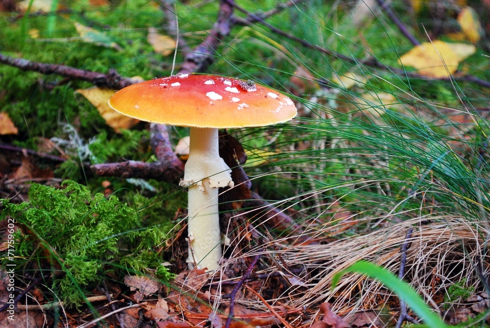 Amanita muscaria - beautiful mushroom - very toxic Amanita muscaria - beautiful mushroom - very toxic
