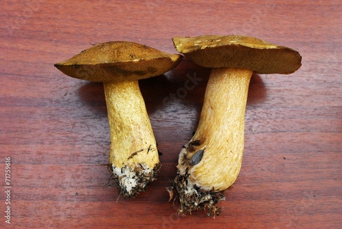 Gyroporus cyanescens from european forest photo