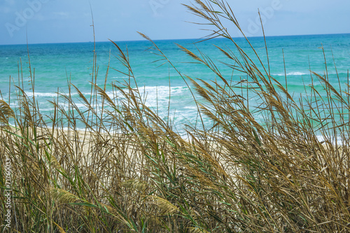 Long gras on a sandy beach photo