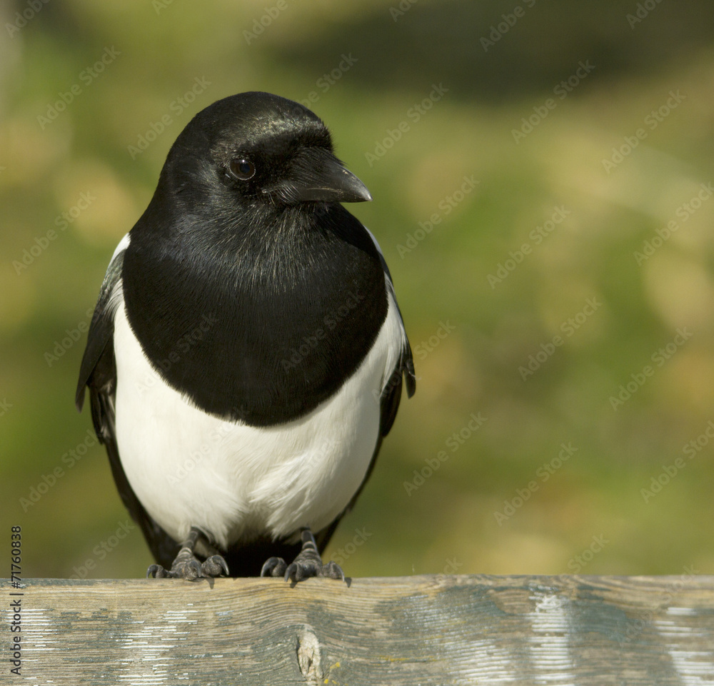 Obraz premium Magpie