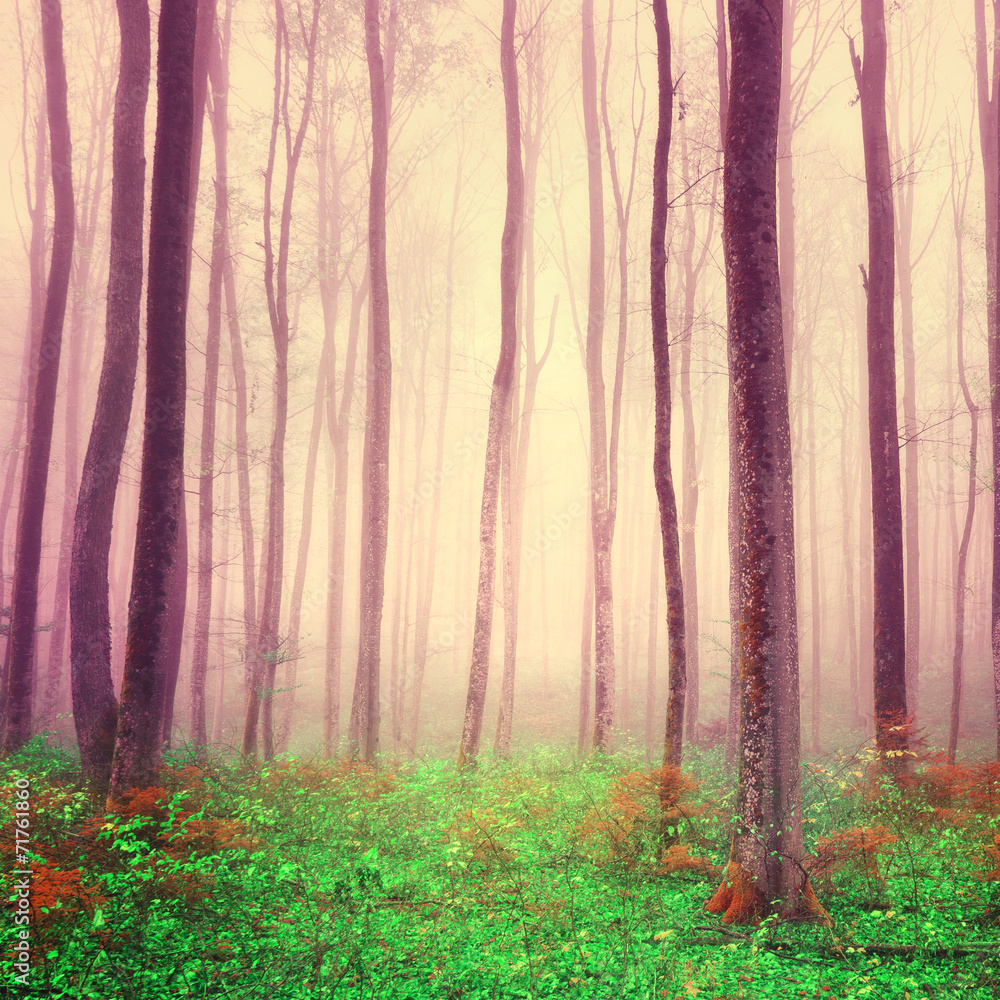 Purple light forest scene - obrazy, fototapety, plakaty 