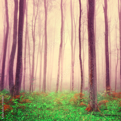 Purple light forest scene